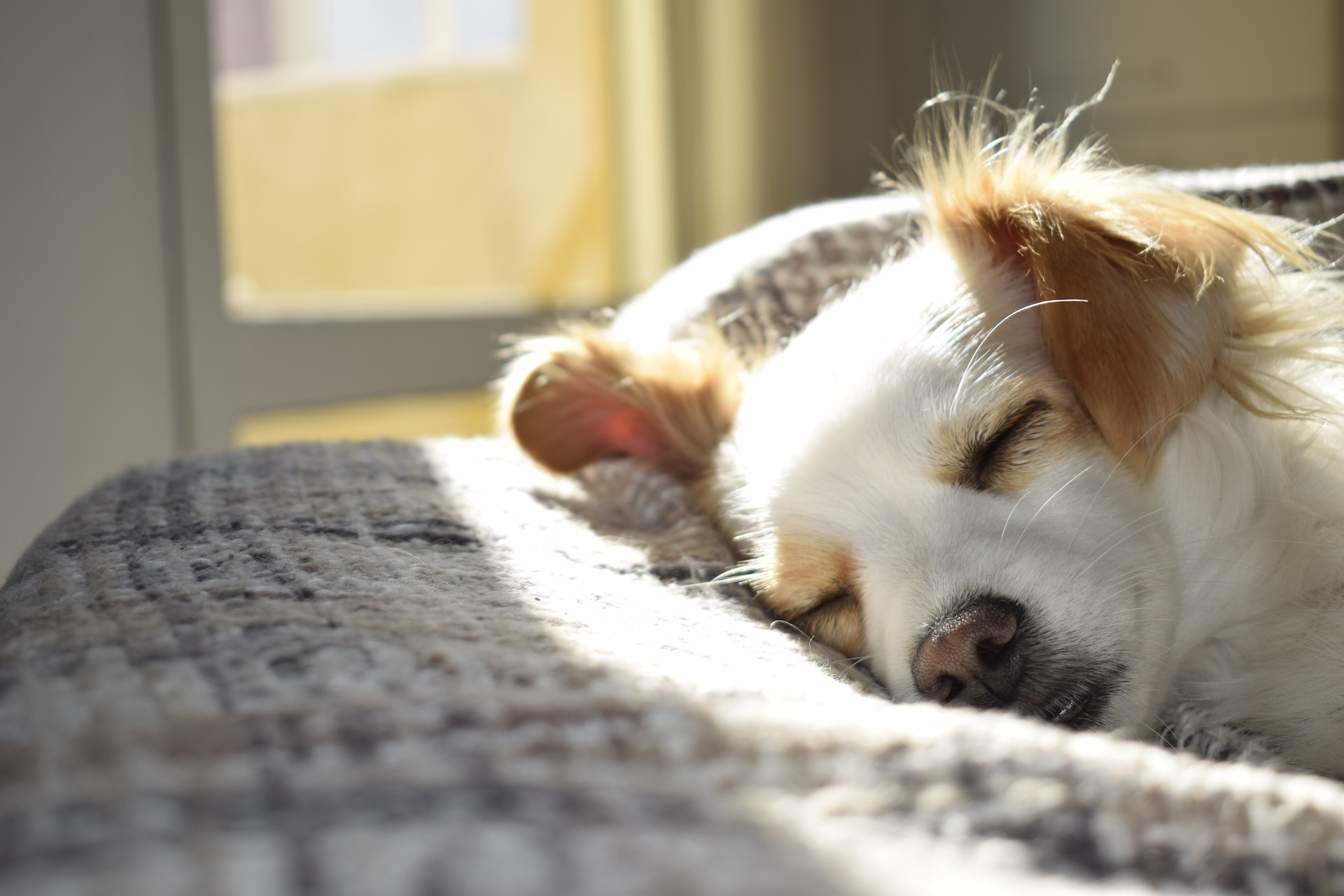 Zero souci avec votre chien : optez pour une assurance sans franchise